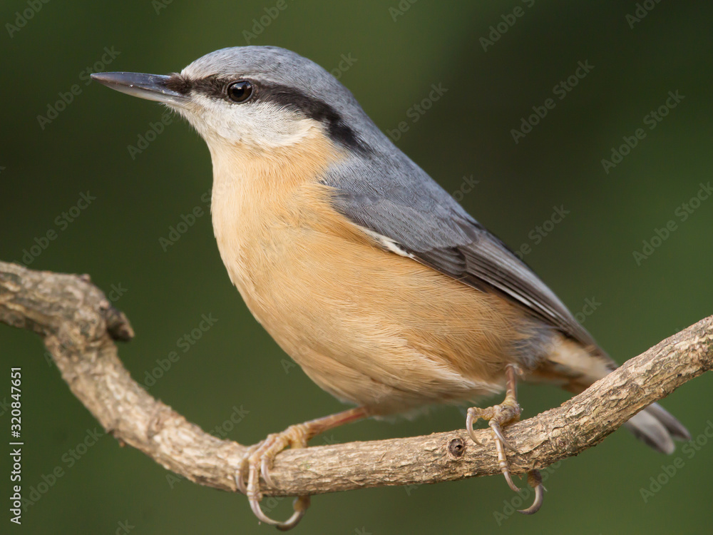 Fototapeta premium Nuthatch (Sitta europaea) Eurasian nuthatch bird perching on a branch, close up bird photo with blurry background, common wood and garden bird with orange breast and grey back