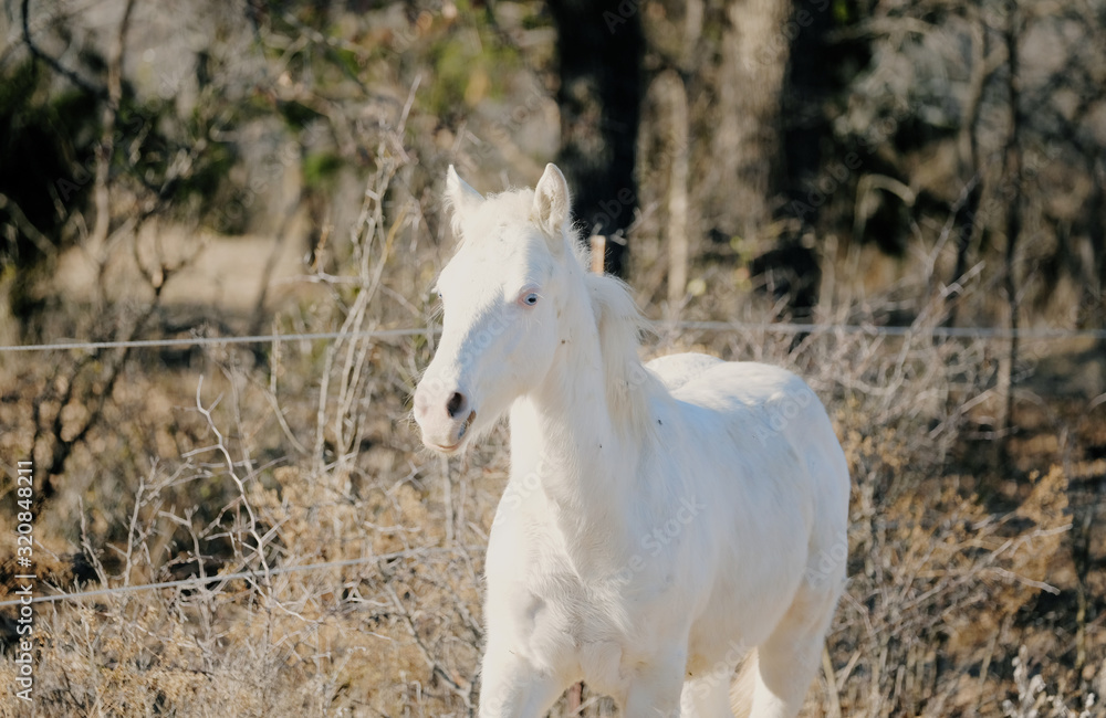 Obraz premium White colt horse in rural winter landscape.