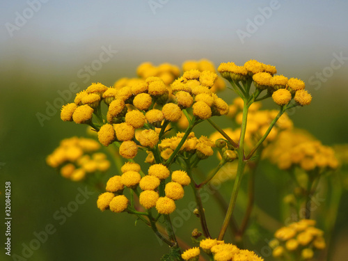 Common tansy  Tanacetum vulgare  or tansy  bitter buttons  cow bitter  or golden buttons  European field plant with yellow  button-like flowers of the Aster family  Asteraceae