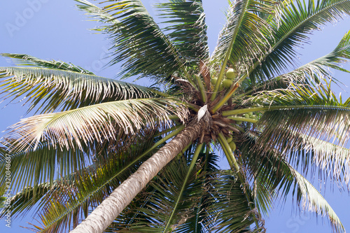 coconut tree against blue sky