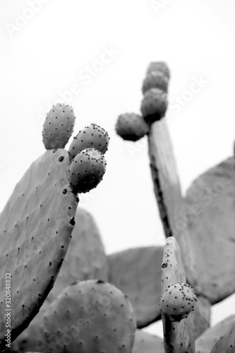 black and white photo of a cactus
