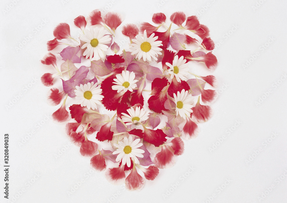 Obraz premium Rose and daisy