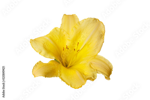 Fototapeta Naklejka Na Ścianę i Meble -  Yellow daylily flower isolated on white background.