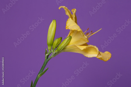 Yellow daylily flower isolated on purple background.