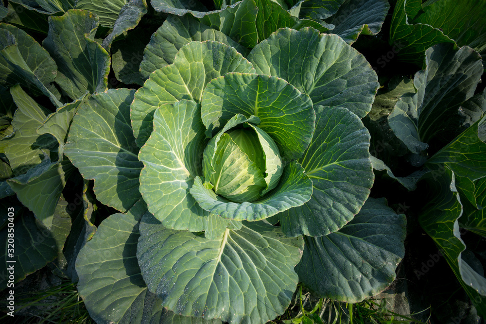 Top View of Fresh Green Cabbage or headed Cabbage grow in the garden at Savar, Dhaka, Bangladesh. Top View of Fresh Green Cabbage or headed Cabbage grow in the garden at Savar, Dhaka, Bangladesh.