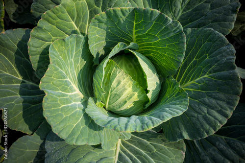 Top View of Fresh Green Cabbage or headed Cabbage grow in the garden at Savar, Dhaka, Bangladesh. photo