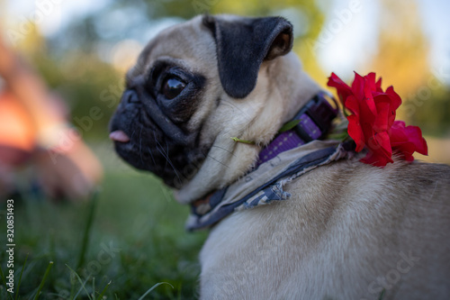 Fototapeta Naklejka Na Ścianę i Meble -  pug en el parque con flor roja
