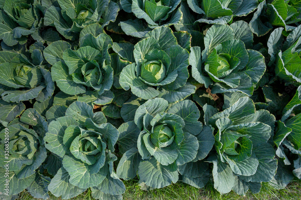 Green Cabbage crop growing at vegetable field near of Savar, Dhaka, Bangladesh. Green Cabbage crop growing at vegetable field near of Savar, Dhaka, Bangladesh.
