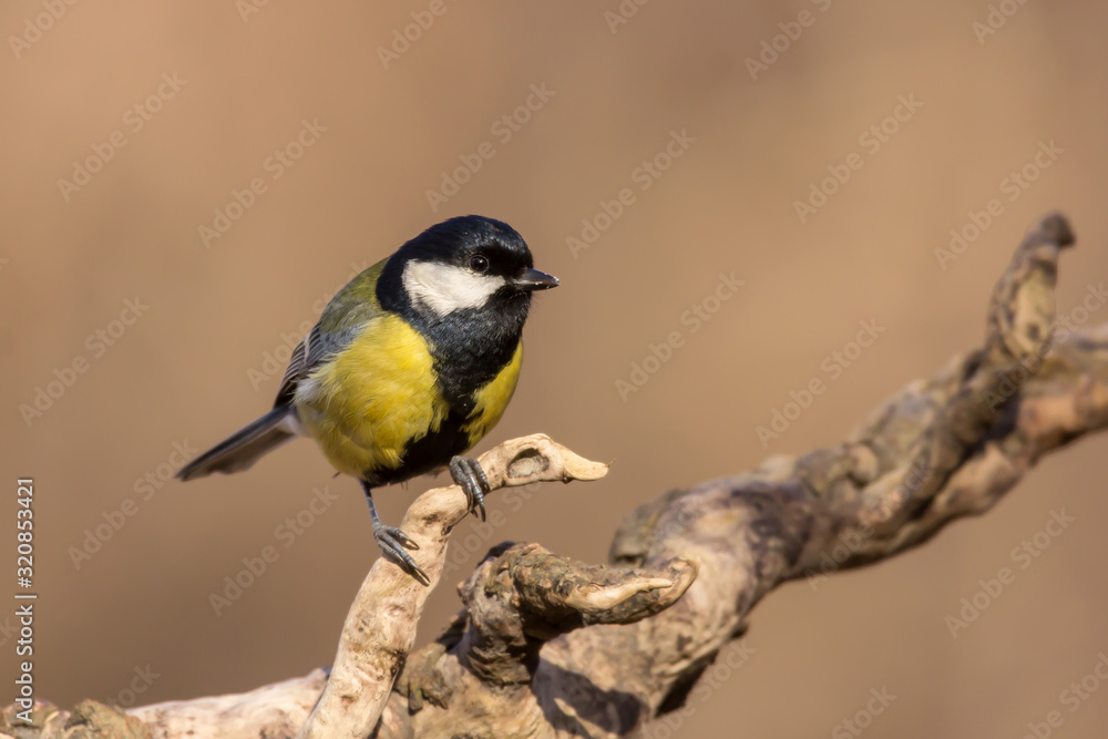 Great tit (Parus major) common garden bird close up, black yellow and white bird perching on the branch with blurry background Great tit (Parus major) common garden bird close up, black yellow and white bird perching on the branch with blurry background
