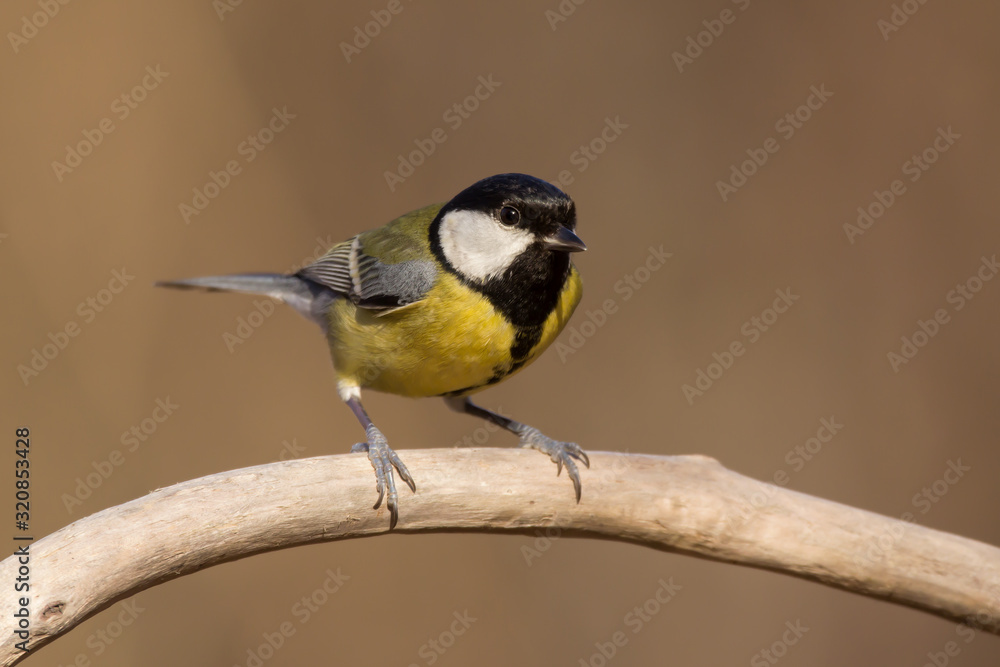 Fototapeta premium Great tit (Parus major) common garden bird close up, black yellow and white bird perching on the branch with blurry background