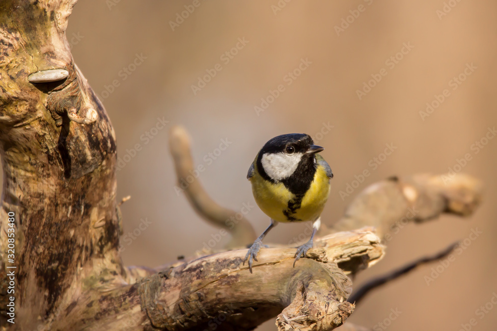 Great tit (Parus major) common garden bird close up, black yellow and white bird perching on the branch with blurry background