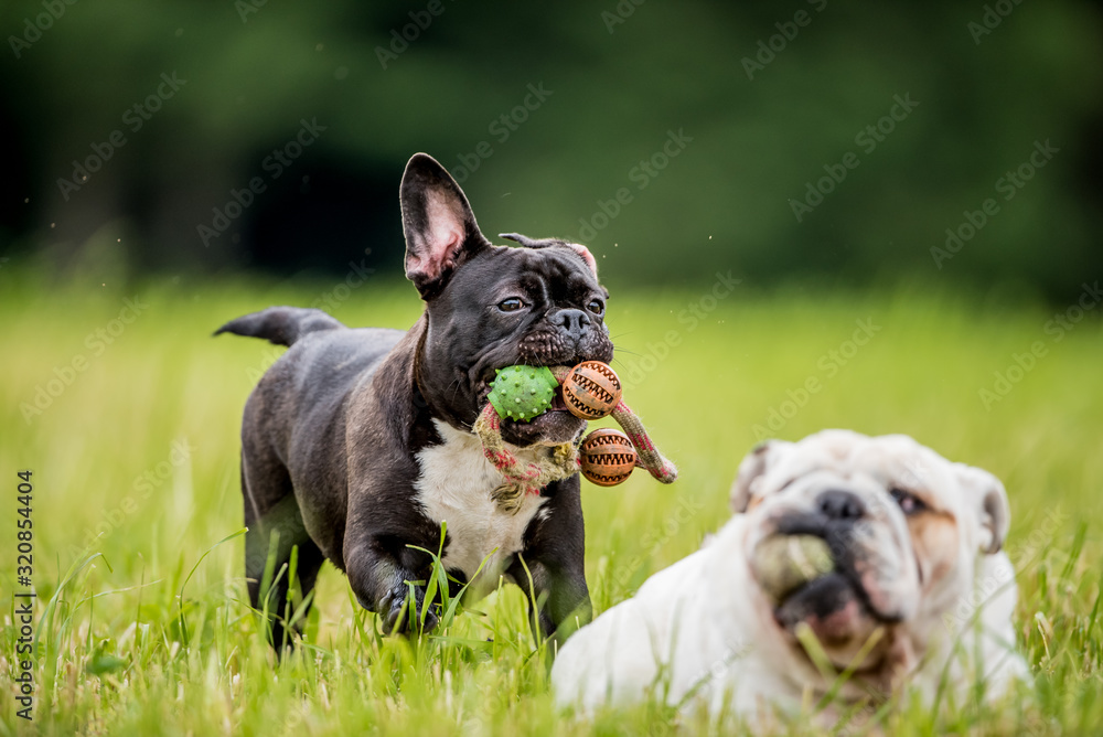 French and English bulldog playing with toys