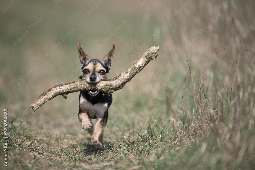 Little chihuahua running with a large stick and having fun Little chihuahua running with a large stick and having fun