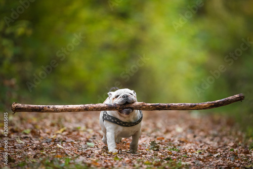 Silly English bulldog with a massive stick in his mouth