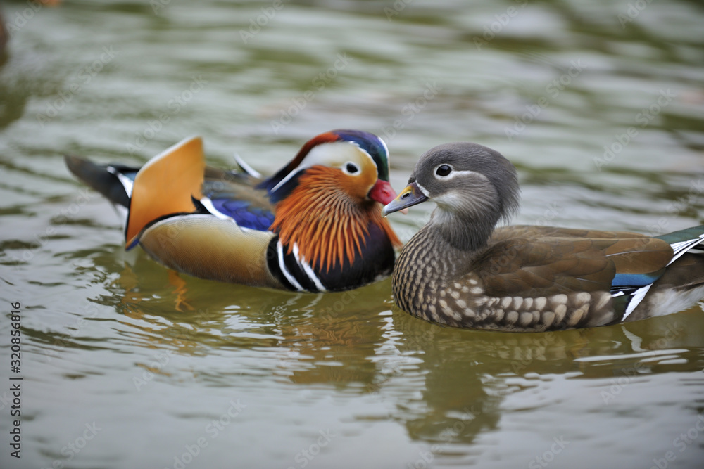 Fototapeta premium Mandarin duck
