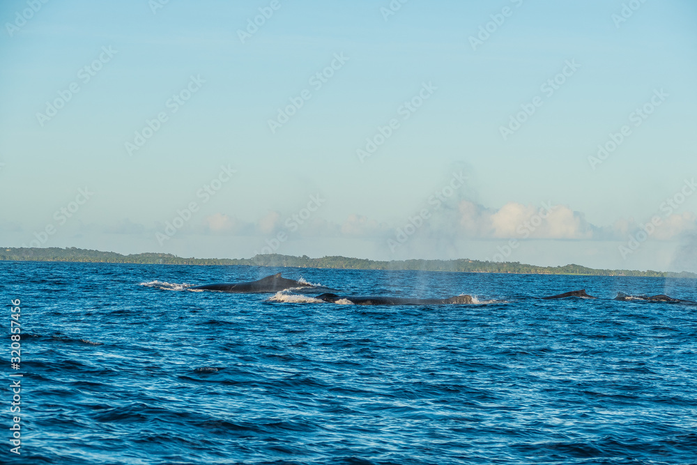 Fototapeta premium A pot of humpback whales with blow hole in front of Madagascars island Sainte Marie