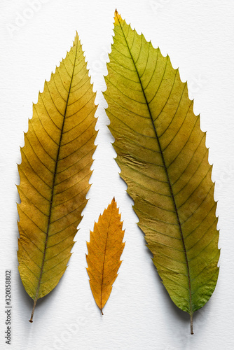 feuilles de marronnier