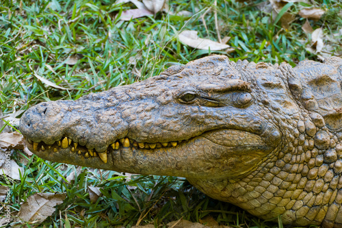 Nile crocodile (Crocodylus niloticus) of Madagascar in the Andasibe National Park