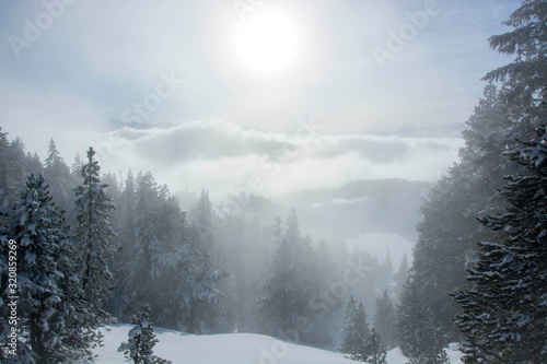 foggy winter forest landscape