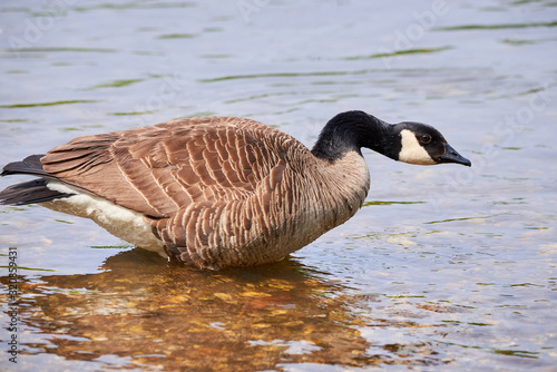 Canada Goose ( Branta Canadensis ) in River