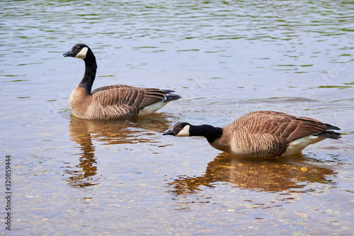 Two Canada Geese ( Branta Canadensis ) Swimming 