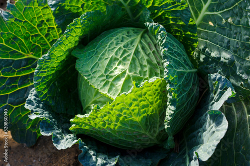 Cabbage with its green leaves full of veins