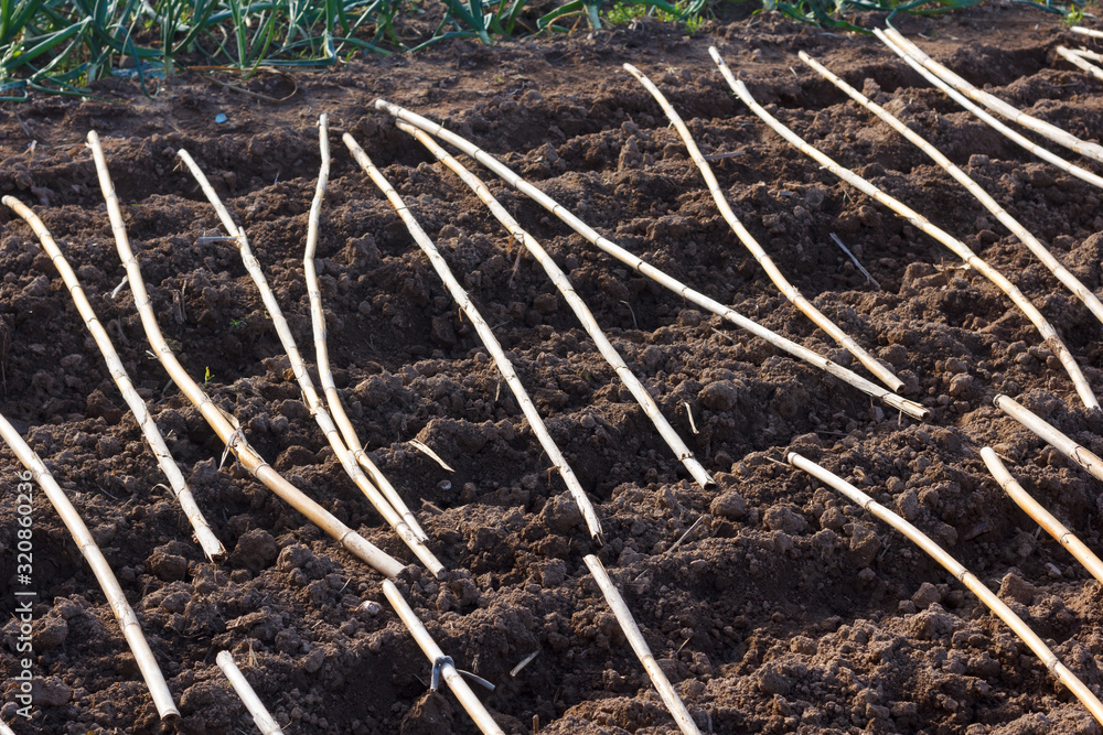 Fototapeta premium Urban garden prepared for planting