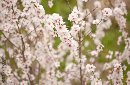 Horticulture of Gran Canaria - almond blossoms © Tamara Kulikova