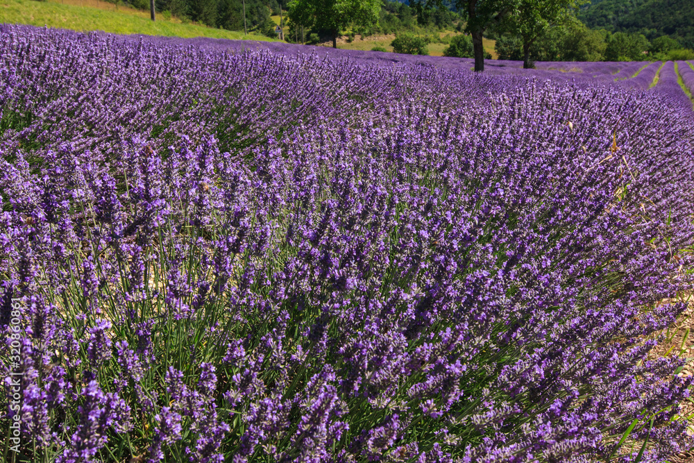 Fototapeta premium France lavender