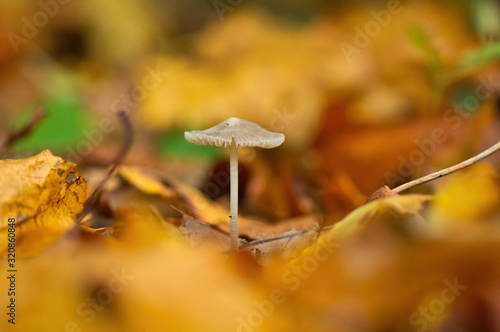 little white mushroom is standing in the forest in autumn between colourful golden leaves