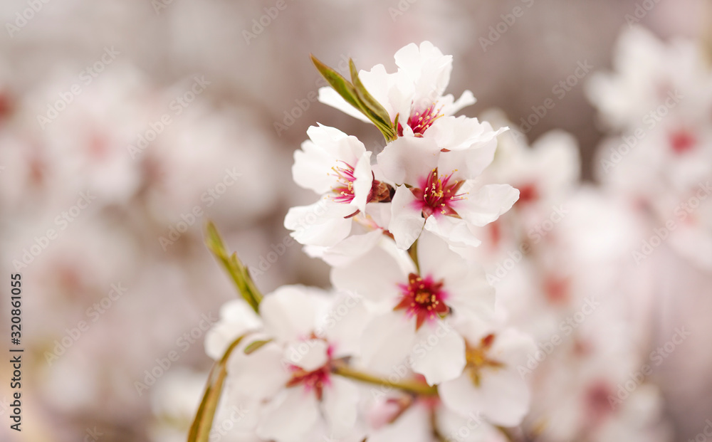 Horticulture of Gran Canaria - almond blossoms Horticulture of Gran Canaria - almond blossoms