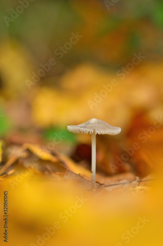 Goldene Herbststimmung, ein kleiner weißer Pilz steht im Wald im Herbst zwischen leuchtenden Blättern