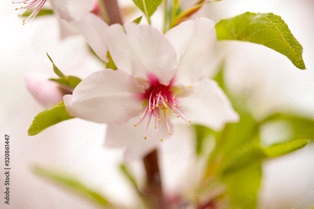 Horticulture of Gran Canaria - almond blossoms Horticulture of Gran Canaria - almond blossoms