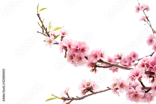 almond blossoms isolated on white 