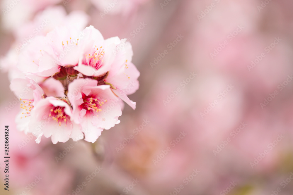 Horticulture of Gran Canaria - almond blossoms Horticulture of Gran Canaria - almond blossoms