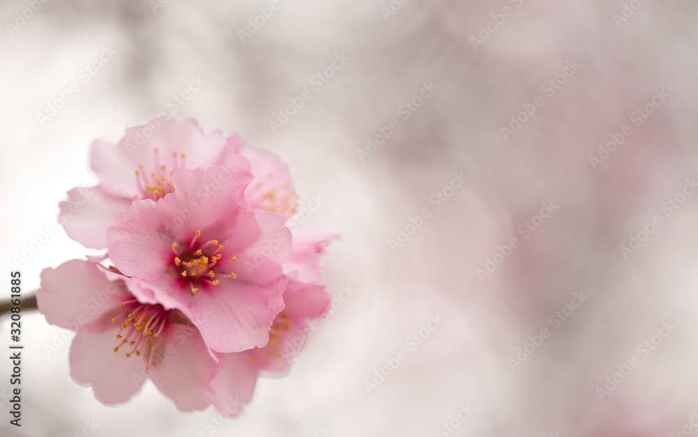Horticulture of Gran Canaria - almond blossoms Horticulture of Gran Canaria - almond blossoms