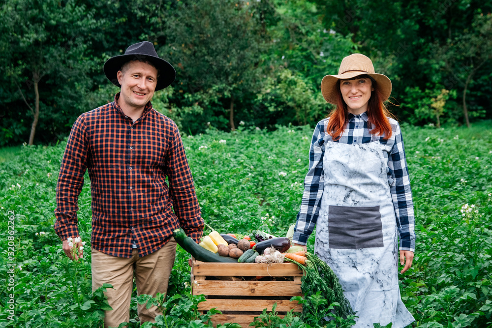 Obraz premium Man and woman farmers in hats holding fresh organic vegetables in a wooden box on the background of a vegetable garden. Copy, empty space for text