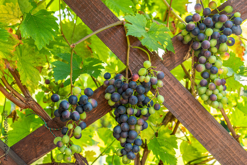 Many Grapevines on a wooden structure in a garden