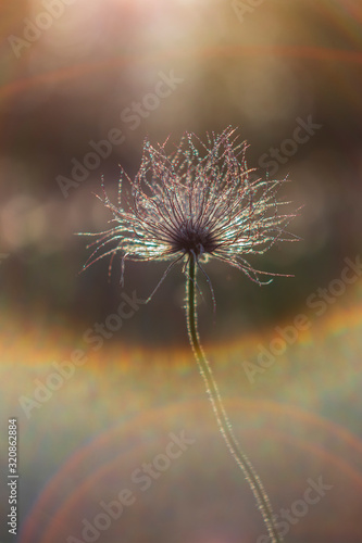 Pulsatilla grandis - Beautiful pasque flower in a meadow at sunset. Photo of an old lens  with beautiful bokeh.
