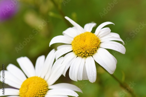 Oxeye Daisy  Leucanthemum vulgare .