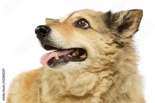 Portrait of an adorable mixed breed dog