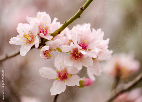 almond blossom background