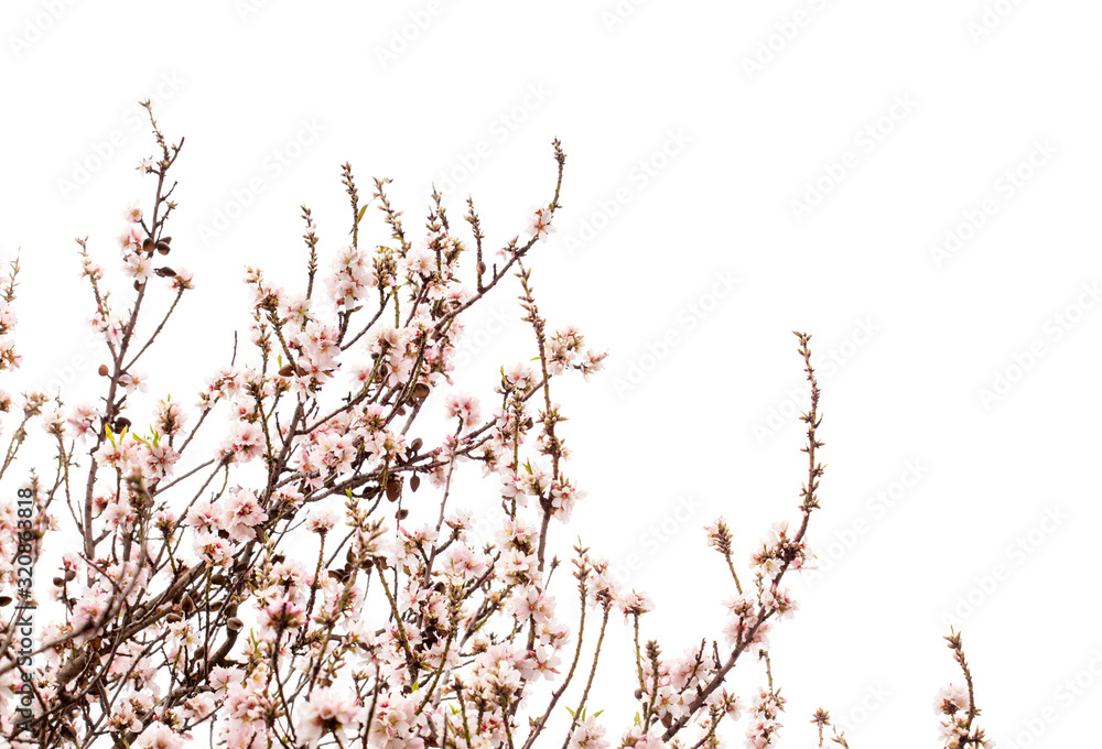 Horticulture of Gran Canaria - almond blossoms Horticulture of Gran Canaria - almond blossoms
