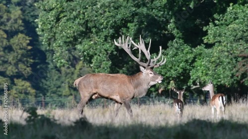 Red deer (Cervus elaphus) stag with big antlers calling in large herd in grassland during the rut in autumn photo