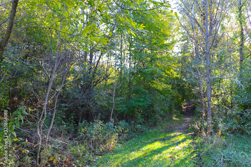 Fototapeta Naklejka Na Ścianę i Meble -  sunny forest hiking trail path