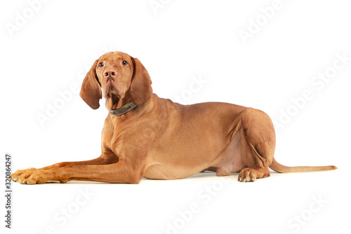 Studio shot of an adorable magyar vizsla