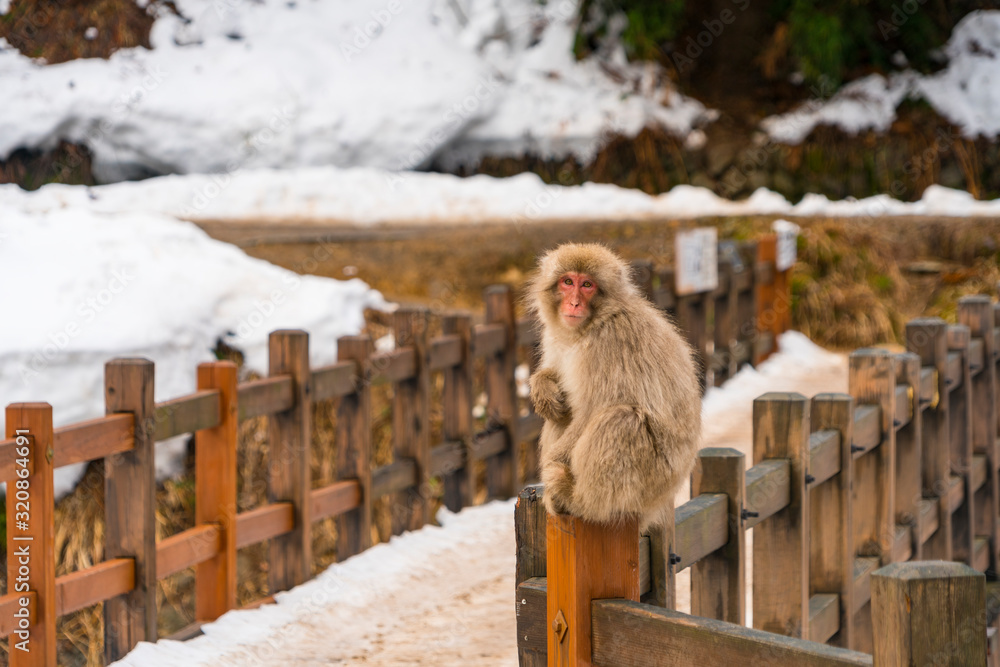 Obraz premium One Japanese Snow Monkey sits down on the Bridge , which are surrounded by snow around the Jigokudani Snow Monkey Park (JIgokudani-YaenKoen) at Nagano Japan on Feb. 18 2019.