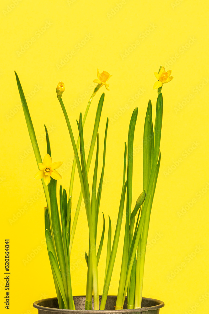 yellow daffodils in a flowerpot against a yellow background