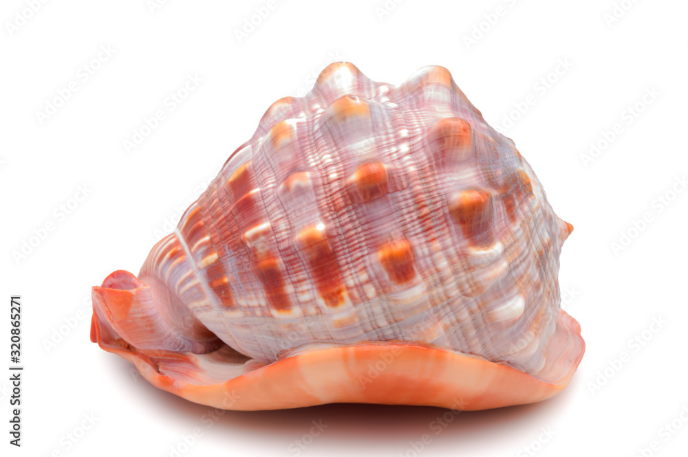 Large clam shell of red-brown color, side view on an isolated background. Large clam shell of red-brown color, side view on an isolated background.