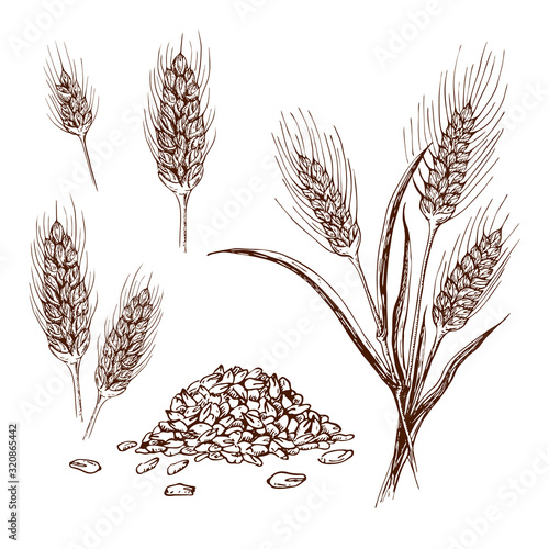 Vector hand drawn wheat or barley isolated on white background. Wheat collection in engraved vintage style. various wheat ears, heap of grains, malt or barley spikelets realistic sketch illustration. photo